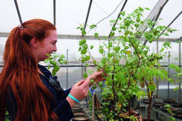 Girl inspecting plant