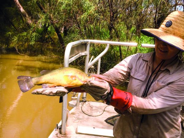 Woman holding a Golden Perch at a river