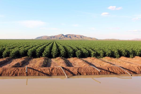 Cotton in the Kimberley.