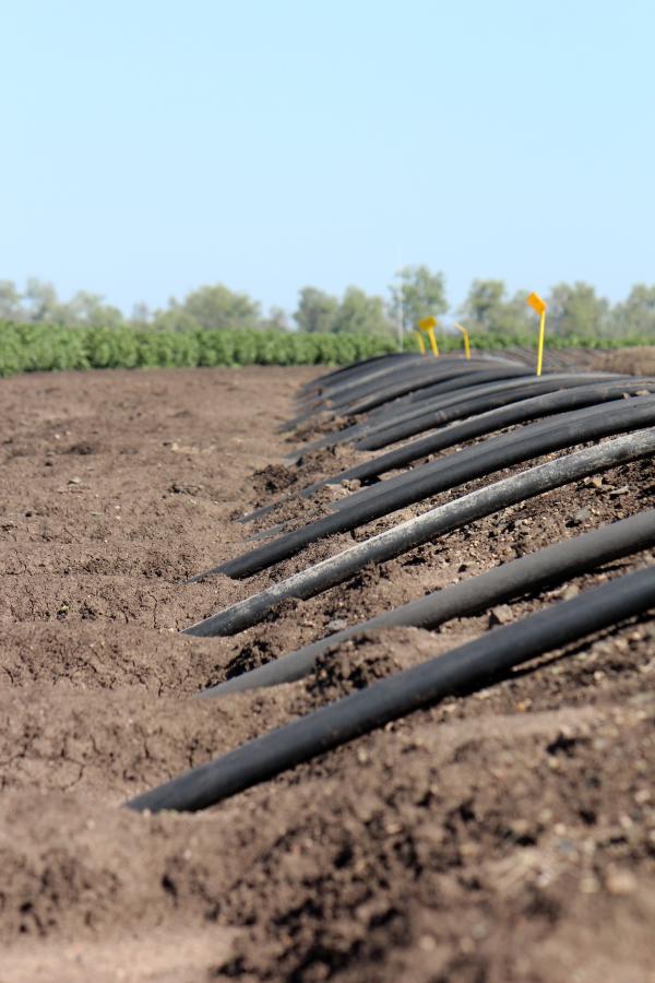 cotton field irrigation