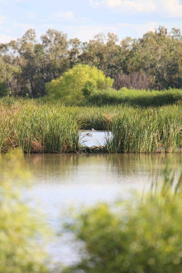 A pelican on a cotton farm storage dam