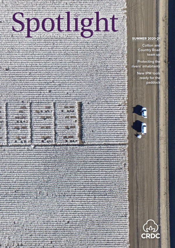 Aerial view of cotton field and two white cars