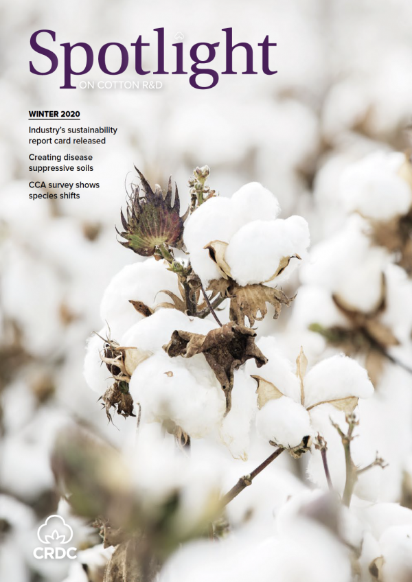 blooming cotton bolls