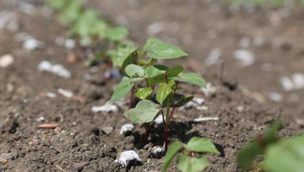 Sprouting cotton plants
