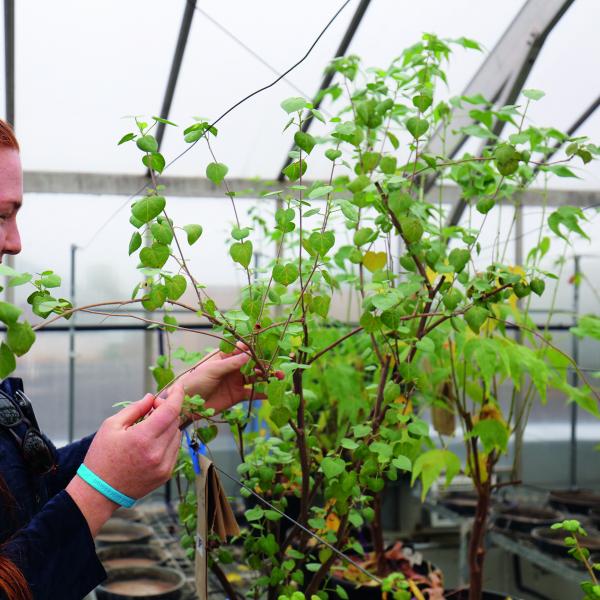 Girl inspecting plant