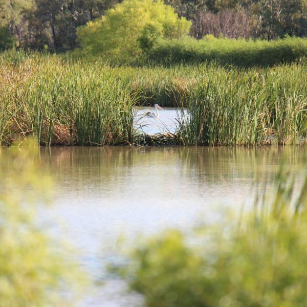 A pelican on a cotton farm storage dam