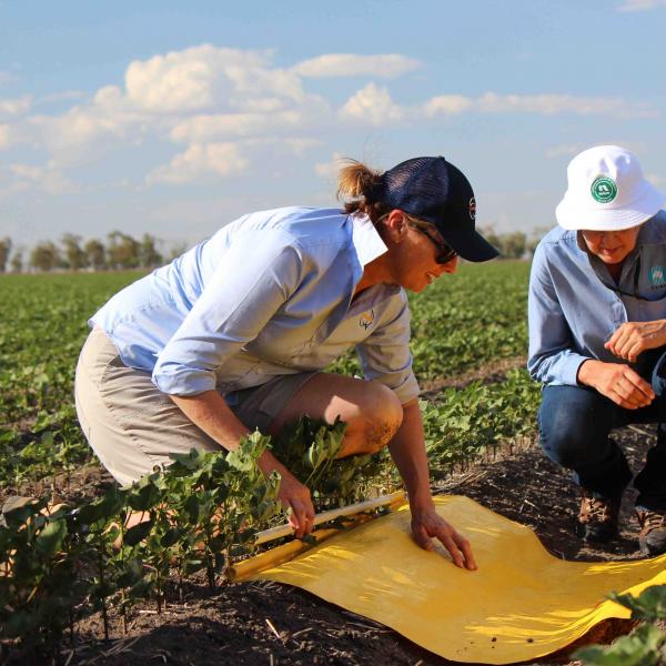 Two cotton researchers kneeling with a cotton beat sheet in a cotton field. 