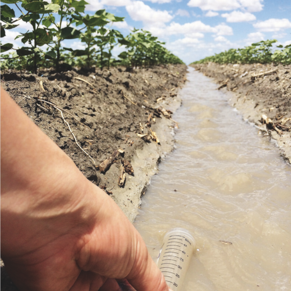 Woman collecting water specimen from cotton irrigation water