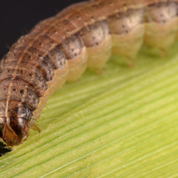 Fall Armyworm larvae