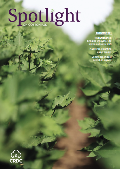 A green cotton crop displaying symptoms of spray drift damage.