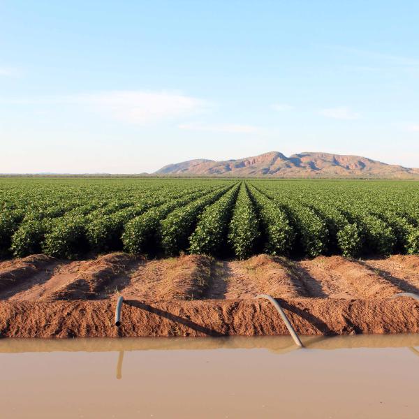 Cotton in the Kimberley.