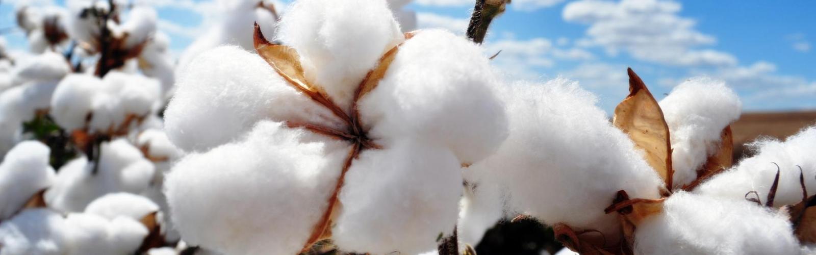 Close up image of an open white cotton boll ready for harvest, with other cotton bolls and a blue sky in the background