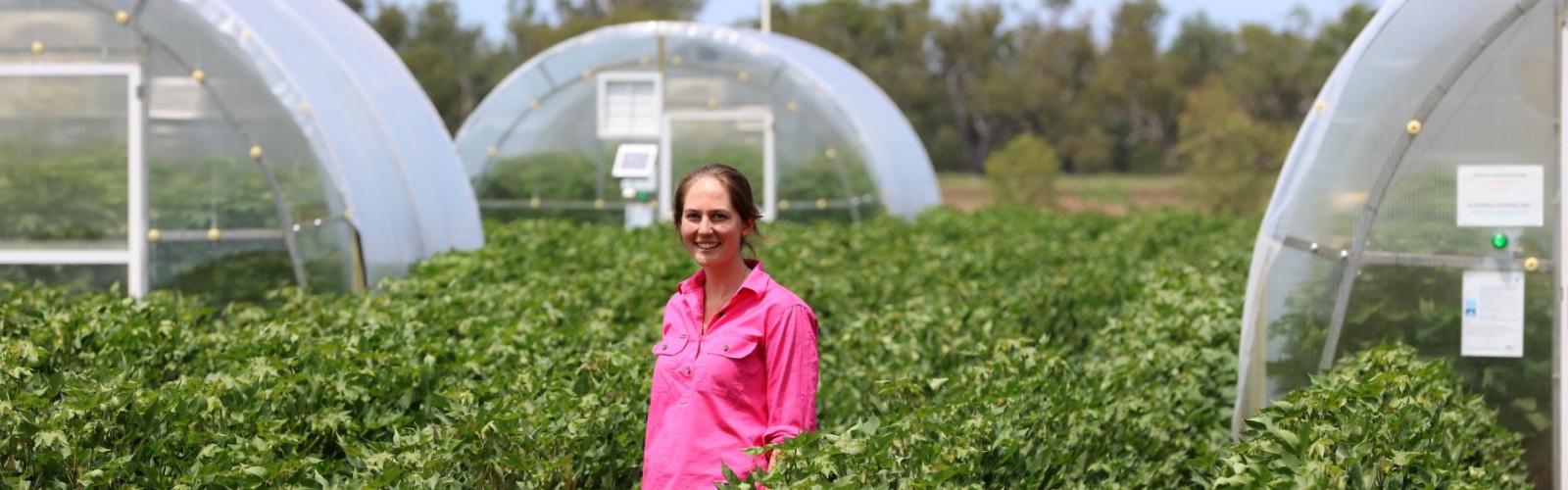 Cotton researcher in a pink shirt standing in a cotton trial paddock, in front of glasshouses.